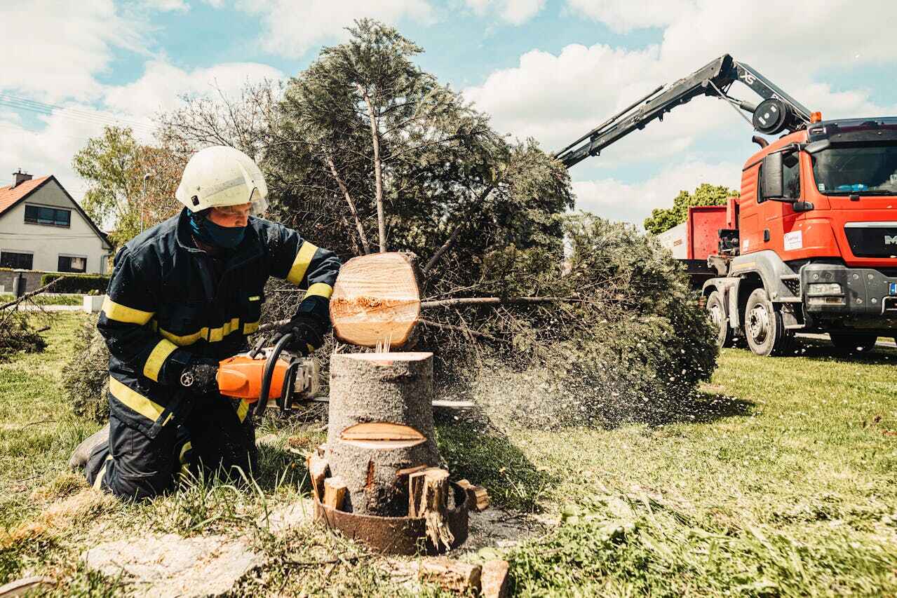 Best Dead Tree Removal  in Proctor, VT